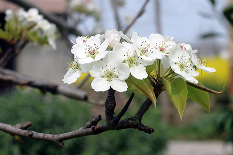 梨花