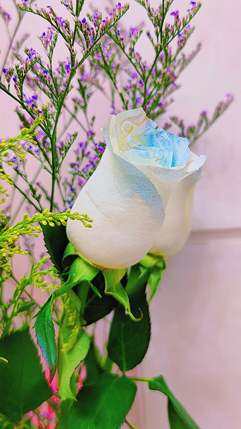 碎冰蓝玫瑰