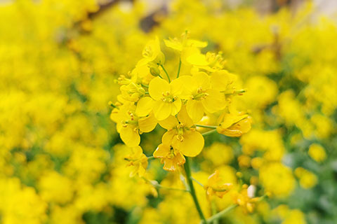 油菜花